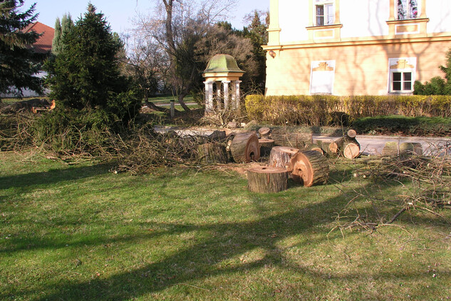 Ćížkovice – pokácený jerlín