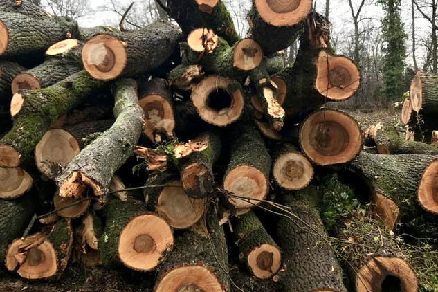 Napadené stromy v bažantnici v Miloticích